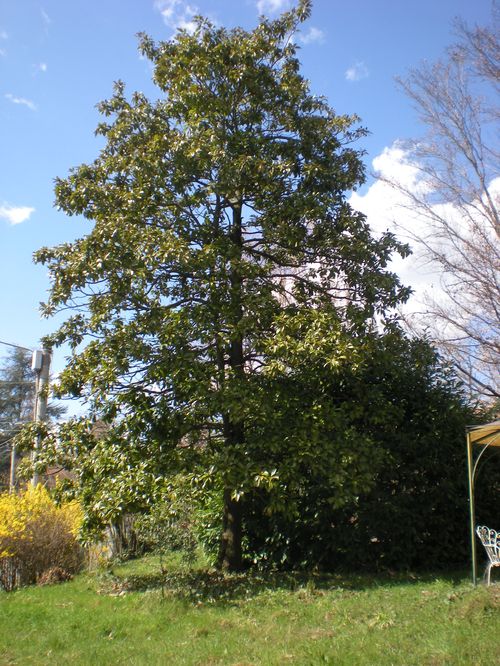 La Magnolia Grandiflora